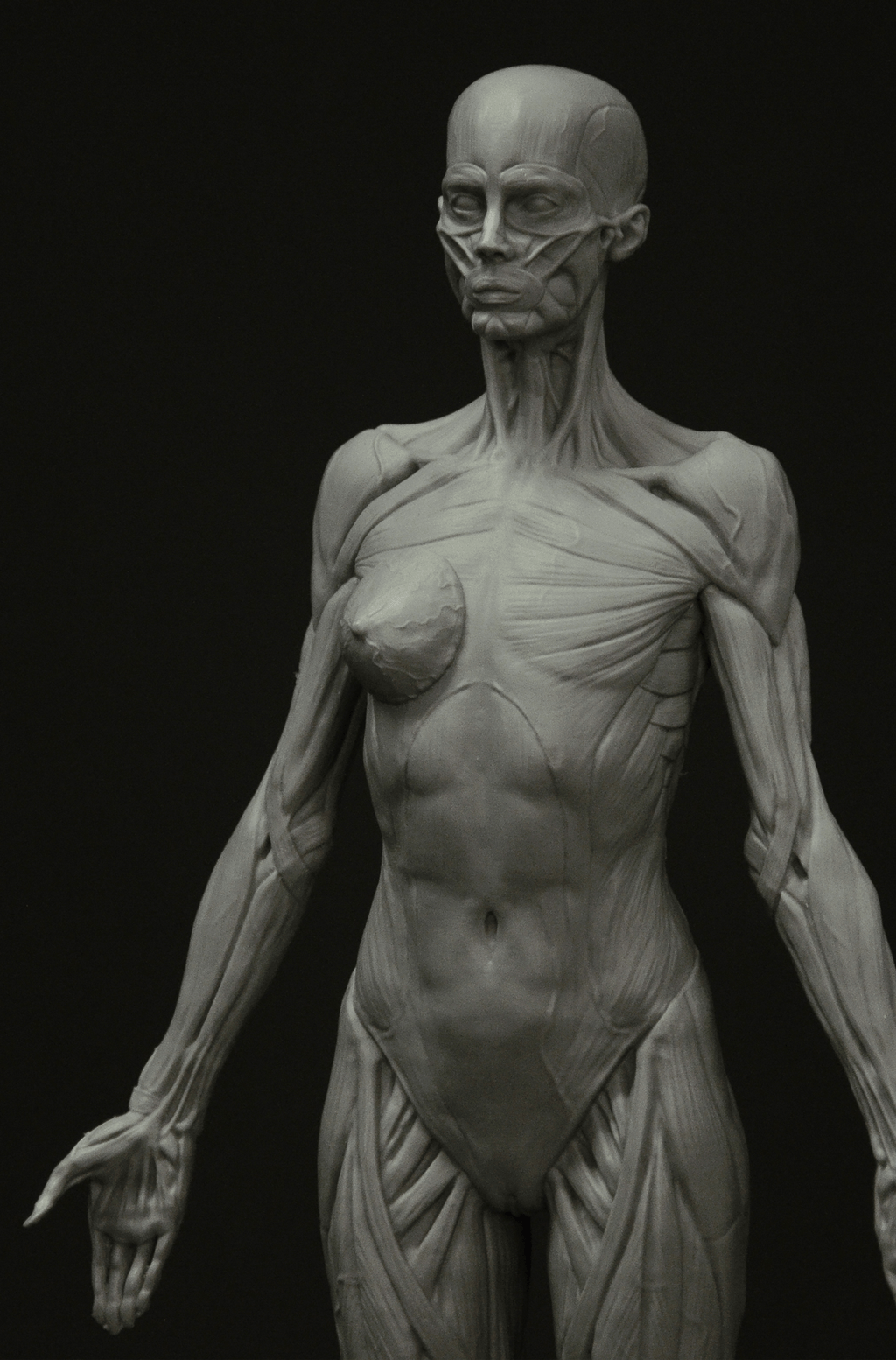 3dtotal Anatomy: female full-écorché figure