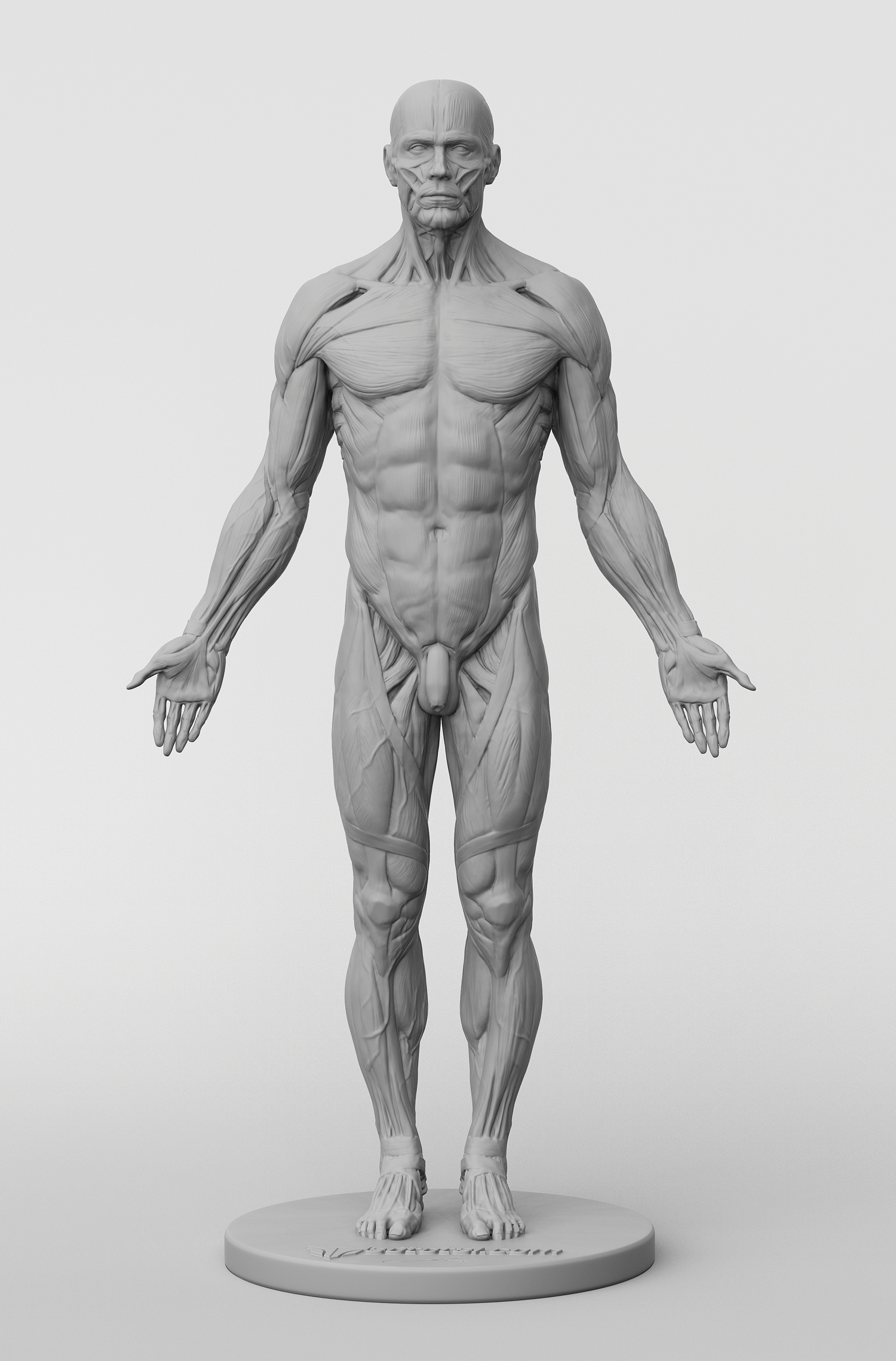 Figure reference. Мужская анатомическая фигура. Анатомическая фигурка. Человек в полный рост анатомия. Анатомическая модель мужского тела.