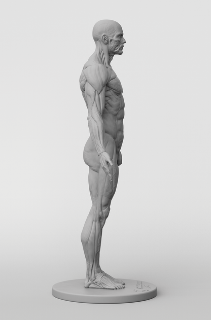 3dtotal Anatomy: male full ecorche figure