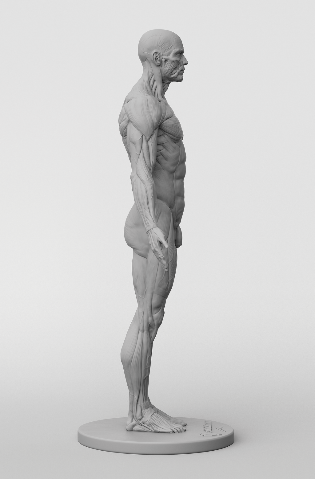 3dtotal Anatomy: male full-écorché figure