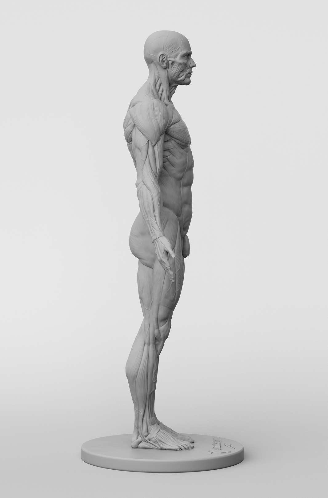 Anatomy Figures – 3dtotal shop