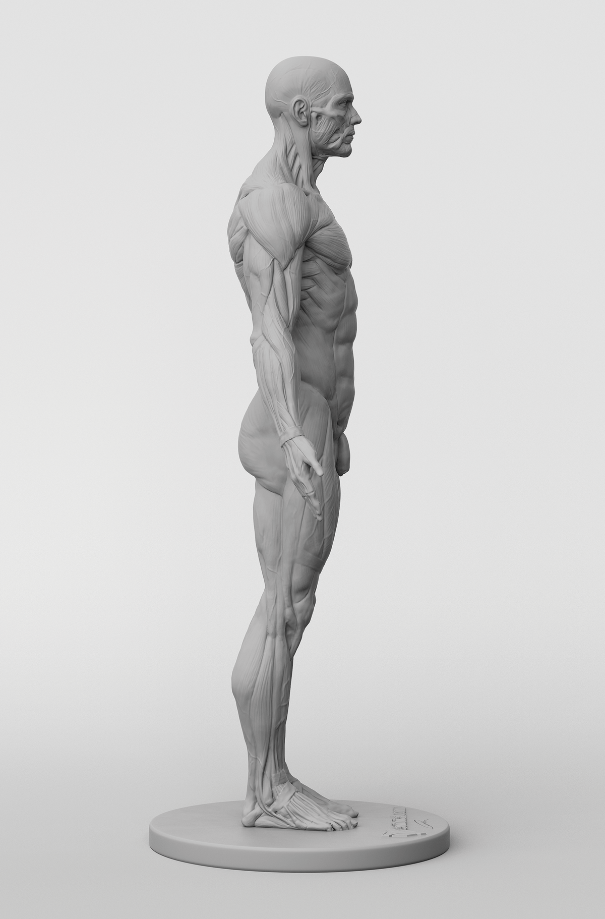 3dtotal Anatomy: male full-écorché figure