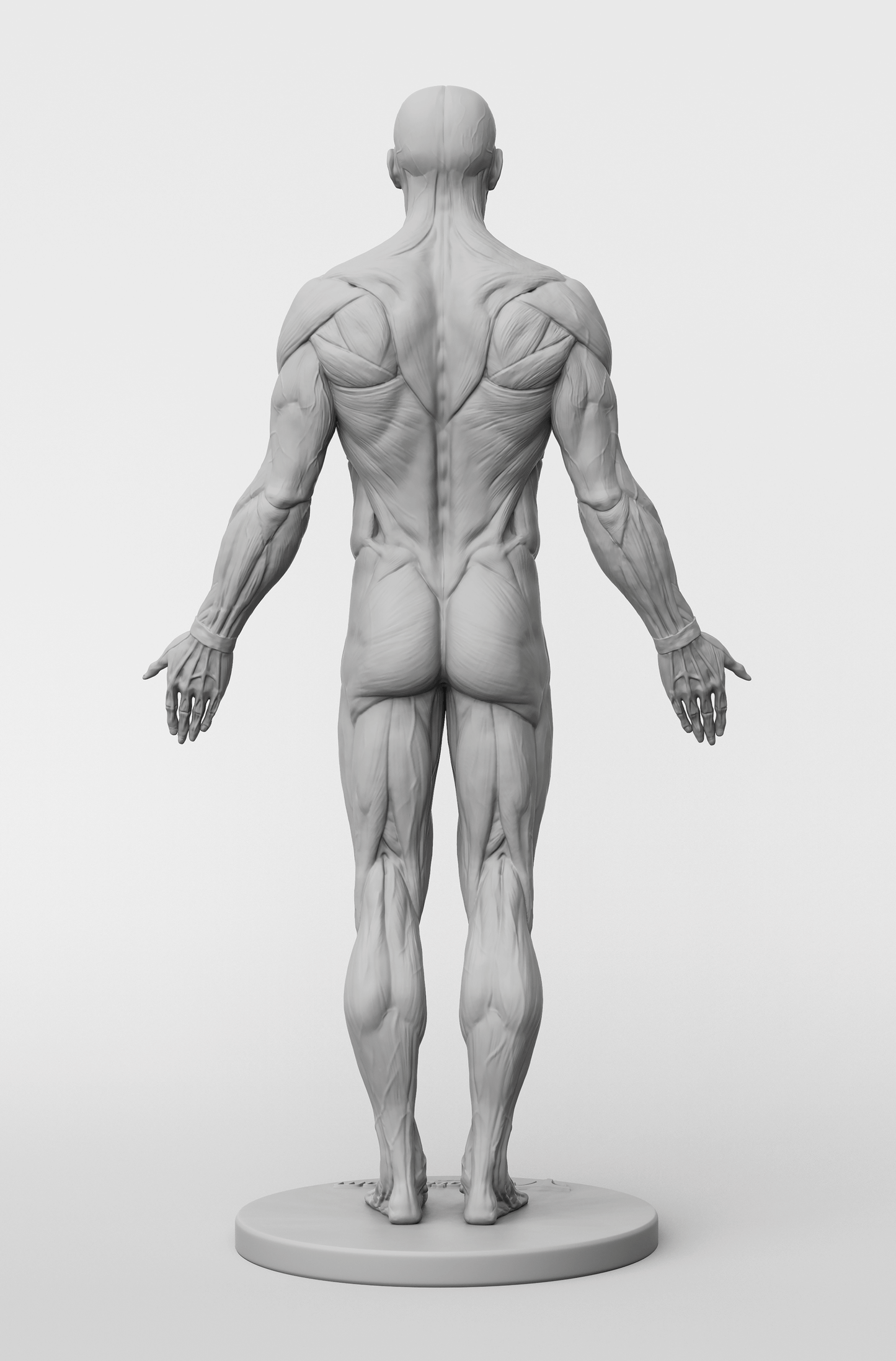 3dtotal Anatomy: male full ecorche figure