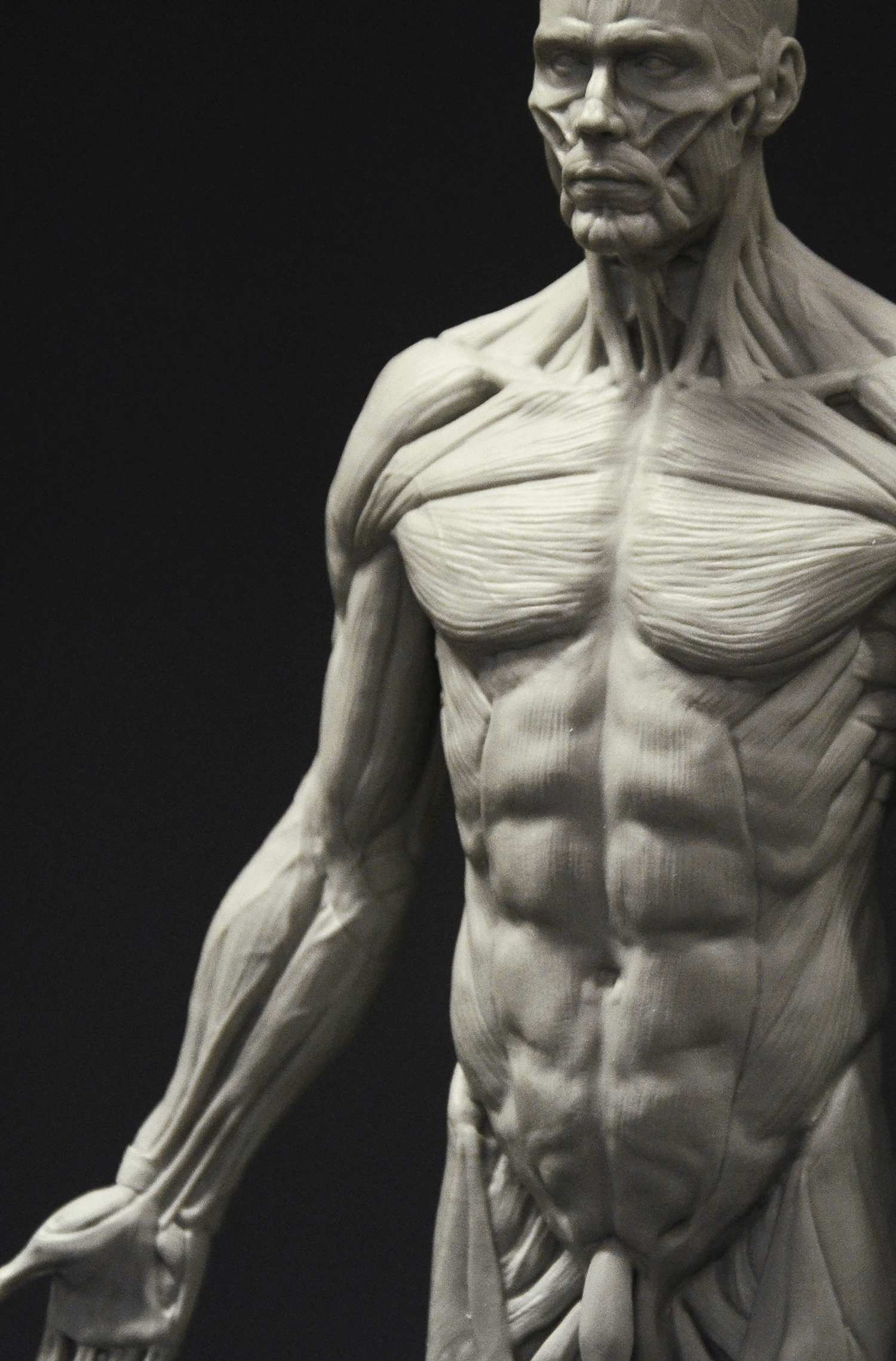 3dtotal Anatomy: male full-écorché figure – 3dtotal shop 3dtotal Anatomy: male full-écorché figure – 3dtotal shop