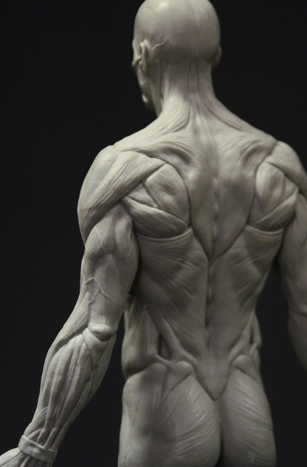 3dtotal Anatomy: male full-écorché figure