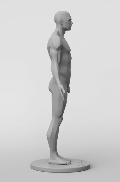3dtotal Anatomy: male planar figure
