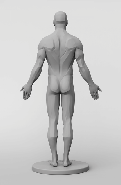 3dtotal Anatomy: male planar figure