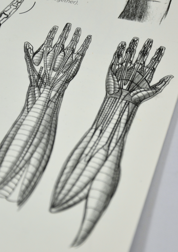 Sketch Workshop: Anatomy