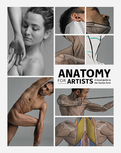 Anatomy for Artists - SAMPLE (Download Only)