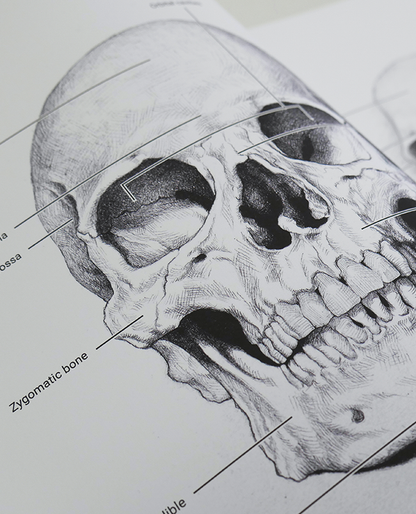 The Artist's Guide to the Anatomy of the Human Head - OUT OF PRINT!