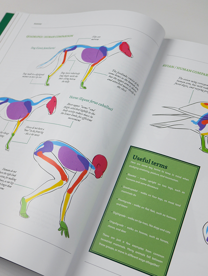 Fundamentals of Creature Design