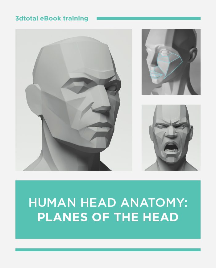 Human Head Anatomy: Planes of the Head (Download Only)