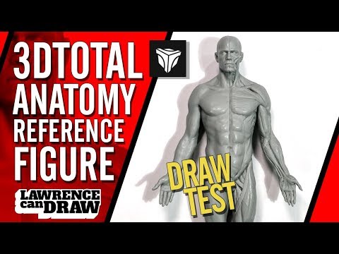 3dtotal Anatomy: male half-écorché figure